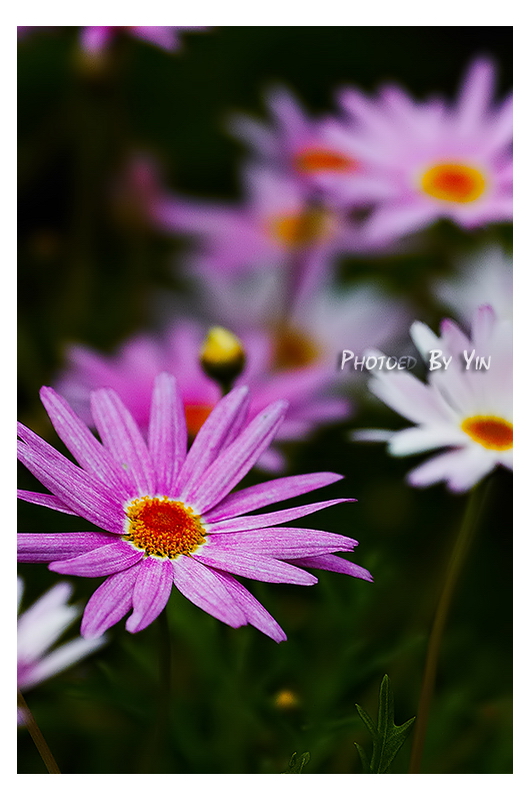 CRW_9903