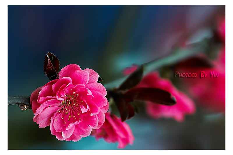 CRW_9931