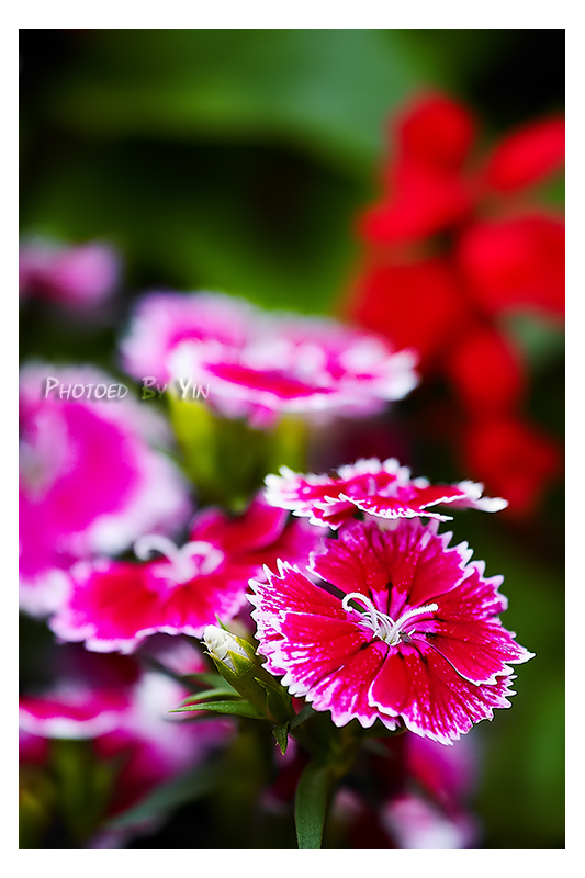 CRW_9940
